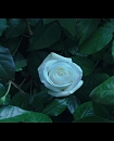 Filename=46.jpg
Filesize=238KiB
Dimensions=1920x1080
Date added=Jan 19, 2018 46.jpg