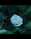 Filename=47.jpg
Filesize=239KiB
Dimensions=1920x1080
Date added=Jan 19, 2018 47.jpg