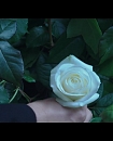 Filename=54.jpg
Filesize=206KiB
Dimensions=1920x1080
Date added=Jan 19, 2018 54.jpg