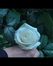 Filename=55.jpg
Filesize=208KiB
Dimensions=1920x1080
Date added=Jan 19, 2018 55.jpg